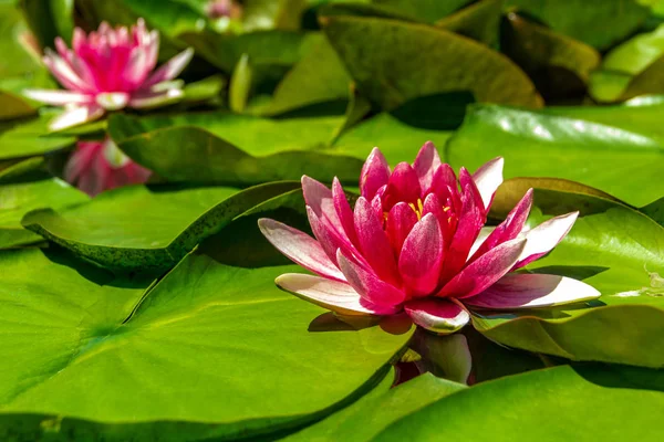 Beautiful opened pink water lilies floating on the lake. The concept of romance, calm, relax
