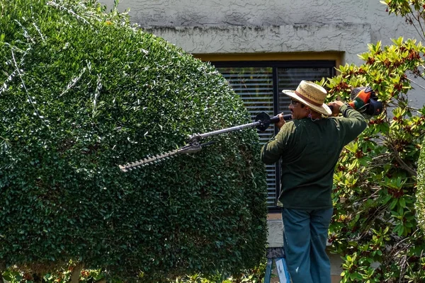 L'ouvrier coupe l'arbre avec un coupe-brosse. Concept, propreté de l'environnement . — Photo