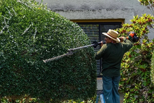 The worker cuts the tree with a brush cutter. Concept, cleanliness of the environment. — Stock Photo, Image