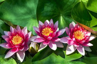 Su zambağı yapay su deposunda büyüyor.