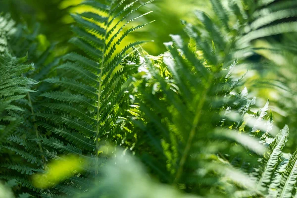 Varenbladeren close-up natuurlijke achtergrond — Stockfoto