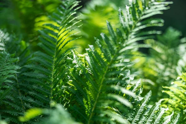 Varens in het bos als achtergrond. Bloemen planten buiten. Mooie groene kleur. — Stockfoto