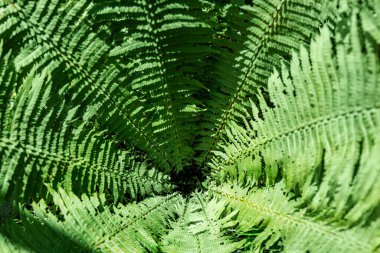 Arka plan olarak ormandaki eğreltiotu. Çiçek bitkileri dışarıda. Güzel yeşil renk.