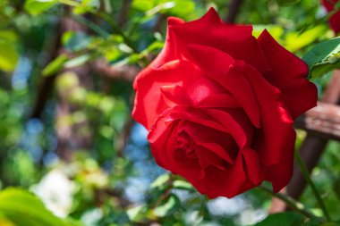 Açık yeşil yaprakların arasında, çalıların üzerinde büyük kırmızı bir gül yetişir, çok güzel bir arka plan. Doğa, makro yaz fotoğrafı.