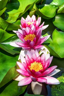 Su zambağı yapay su deposunda büyüyor.