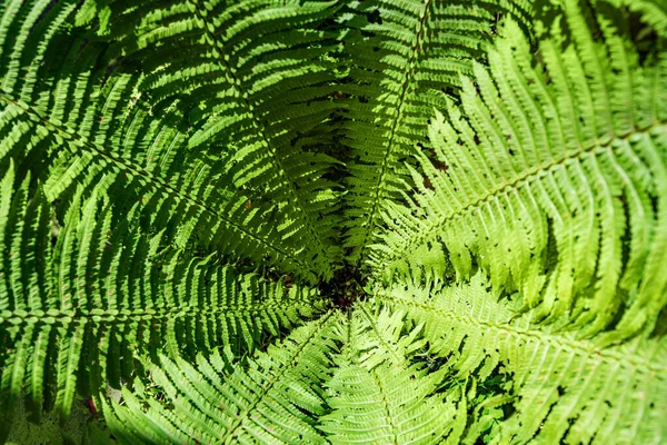 Helecho en el bosque como fondo. Plantas de flores al aire libre. Hermoso color verde . — Foto de Stock