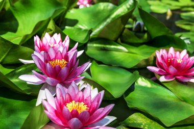 Su zambağı yapay su deposunda büyüyor.