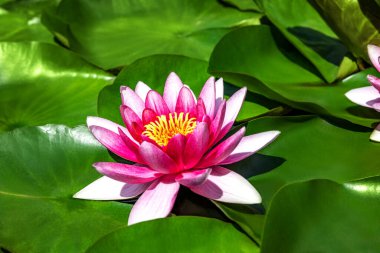 Su zambağı yapay su deposunda büyüyor.