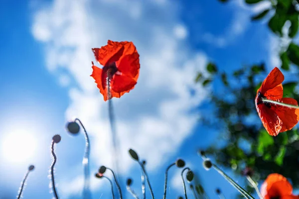 青い空に対してポピーの花、下のビューアップ — ストック写真