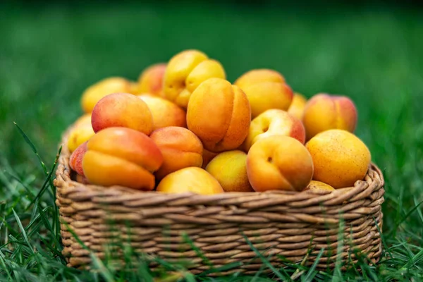 El verano es un tiempo de picnic, albaricoques en una canasta sobre un fondo de hierba verde. Frutas frescas . —  Fotos de Stock