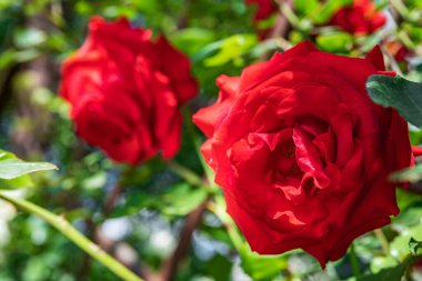 Büyük kırmızı güller çalıların üzerinde, açık yeşil yaprakların arasında, güzel bir arka planda yetişir. Doğa, makro yaz fotoğrafı.