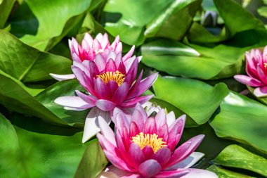 Su zambağı yapay su deposunda büyüyor.