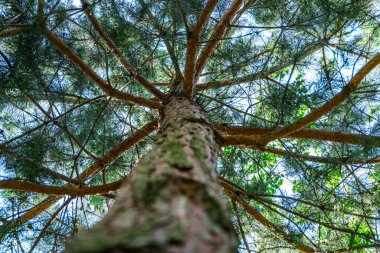 Parlak gökyüzü ve güneşin arkaplanındaki çam ağacının manzarası