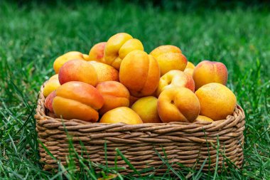 Yaz bir piknik zamanıdır, yeşil çimenlerin üzerinde sepetin içinde kayısılar. Taze meyve..