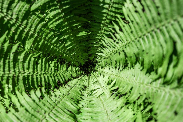 Helecho en el bosque como fondo. Plantas de flores al aire libre. Hermoso color verde . — Foto de Stock