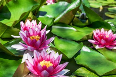 Su zambağı yapay su deposunda büyüyor.