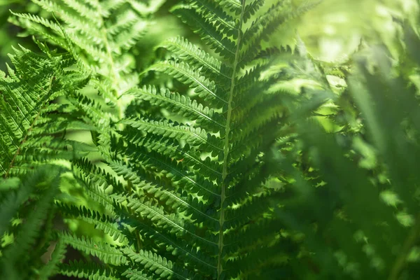 Fern in the forest as a background. Flower plants outdoors. Beautiful green color. — Stock Photo, Image