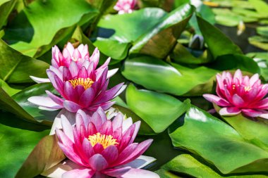 Su zambağı yapay su deposunda büyüyor.