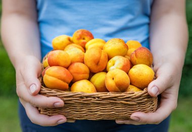 Hasır sepeti elinde büyük olgun kayısılar, yakın plan, kayısı hasat konsepti.