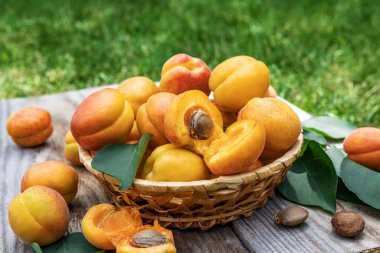 Tahta bir sepetin içinde kayısılar açık havada yeşil çimlerin üzerinde piknik zamanı ve aile tatili. Taze meyve kavramı.