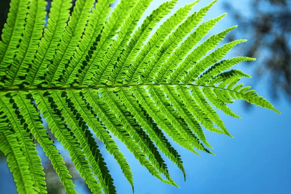 Fern in the forest against the blue sky. Flower plants outdoors. Beautiful background green and blue-green color. — Stock Photo, Image
