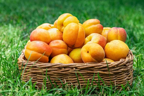 Albaricoques en una canasta sobre un fondo de hierba verde, tiempo de picnic y vacaciones en familia. Concepto de fruta fresca . —  Fotos de Stock