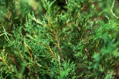 Yeşil thuja ağacı dalları sığ alan derinliğine sahip, güzel yeşil arka plan.