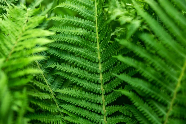 Helecho en el bosque como fondo. Plantas de flores al aire libre. Hermoso color verde . — Foto de Stock