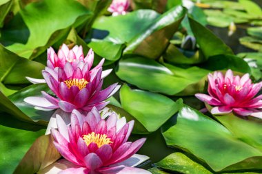 Su zambağı yapay su deposunda büyüyor.