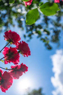 Mavi gökyüzüne karşı gül çiçekleri, aşağıdan yukarıya manzara,
