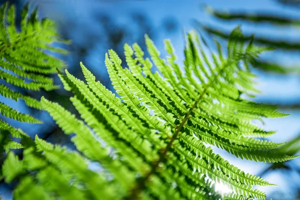 Helecho en el bosque contra el cielo azul. Plantas de flores al aire libre. Hermoso fondo de color verde y azul-verde . — Foto de Stock