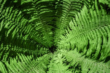 Arka plan olarak ormandaki eğreltiotu. Çiçek bitkileri dışarıda. Güzel yeşil renk.