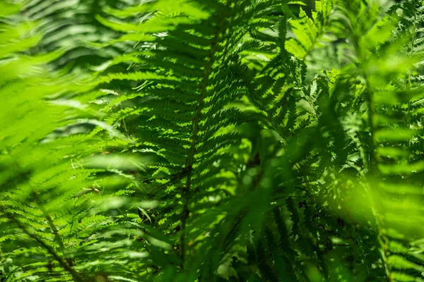 Varens in het bos als achtergrond. Bloemen planten buiten. Mooie groene kleur. — Stockfoto