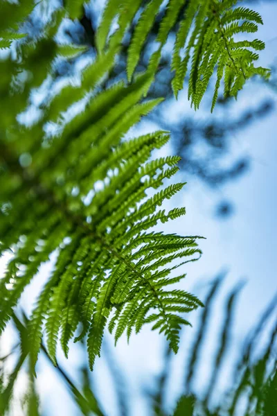 Helecho en el bosque contra el cielo azul. Plantas de flores al aire libre. Hermoso fondo de color verde y azul-verde . — Foto de Stock