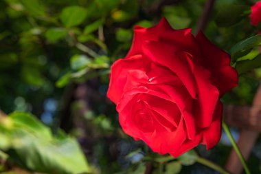 Açık yeşil yaprakların arasında, çalıların üzerinde büyük kırmızı bir gül yetişir, çok güzel bir arka plan. Doğa, makro yaz fotoğrafı.