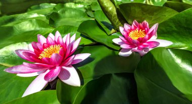 Su zambağı yapay su deposunda büyüyor.