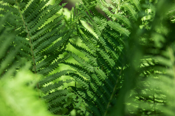 Fern in the forest as a background. Flower plants outdoors. Beautiful green color.