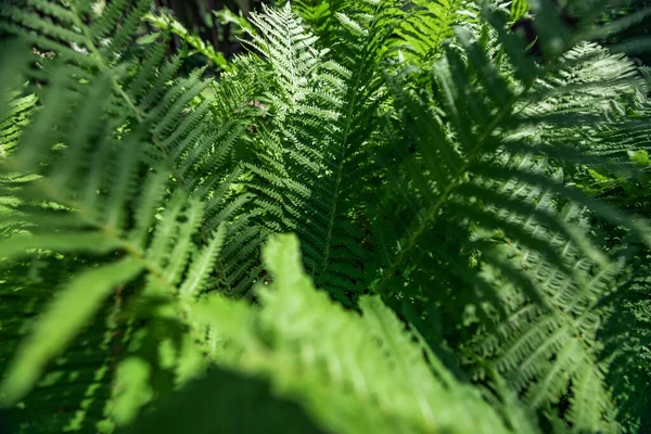 Varens in het bos als achtergrond. Bloemen planten buiten. Mooie groene kleur. — Stockfoto