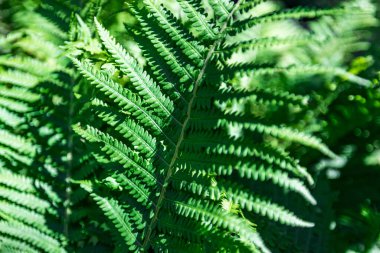 Arka plan olarak ormandaki eğreltiotu. Çiçek bitkileri dışarıda. Güzel yeşil renk.