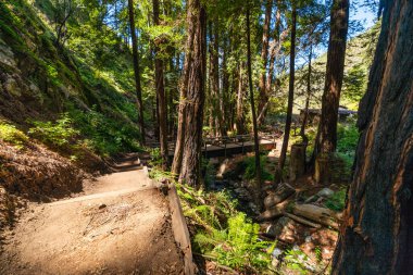Büyük Sur kıyısındaki 1. Karayolu boyunca ağaçlık bir ormanda tahta basamaklı yürüyüş parkuru ve köprü. Açık hava macerası, ekolojik seyahat ve doğa keşfi sunuyor.