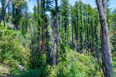 Big Sur yakınlarındaki Big Sur yakınlarındaki yoğun sekoya ormanları, uzun ağaçlar ve yemyeşil alanlar, vahşi doğayı sembolize eden doğa keşifleri ve Pasifik kıyılarında eko seyahatleri.