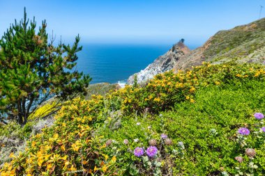 Wildflowers in bloom on coastal hills along Highway 1 near Pacifica California with ocean cliffs and a lone tree above the Pacific Ocean horizon on a clear sunny spring day