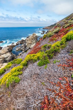Colorful Big Sur coastline along Highway 1, California. Rugged cliffs meet the Pacific Ocean, with wildflowers and coastal plants covering the slopes, creating a vibrant contrast against the blue sea