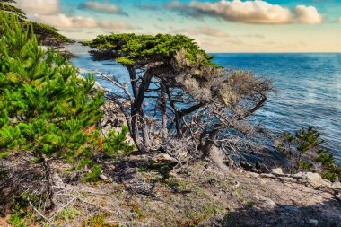 Iconic Lone Cypress tree on 17 Mile Drive in Pebble Beach, California. This weathered Monterey cypress stands on a rocky cliff above the Pacific Ocean, symbolizing the rugged beauty of the California coast