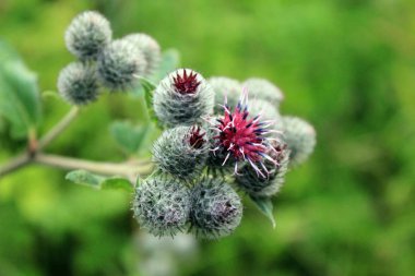 Kasıkotu bir güzel