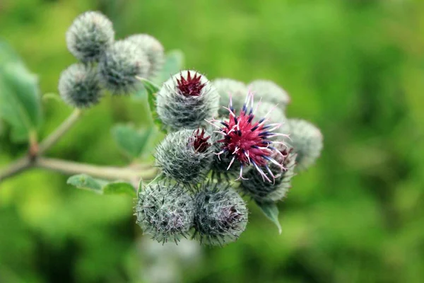 Kasıkotu bir güzel