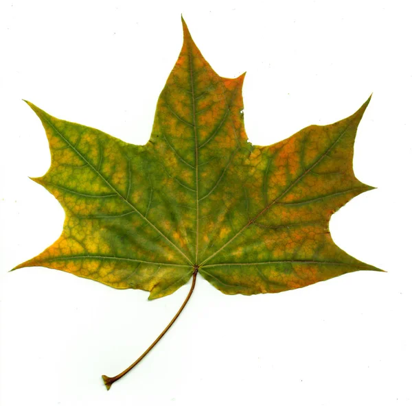 Autumn leaf of maple — Stock Photo, Image