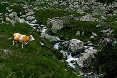 Karpat Dağları Transfagarasan üzerinde şelale yakınında yeşil çimenlerin üzerinde güzel inek otlatmak 