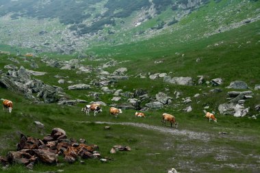 Karpat Dağları Transfagarasan üzerinde şelale yakınında yeşil çimenlerin üzerinde güzel inek otlatmak 