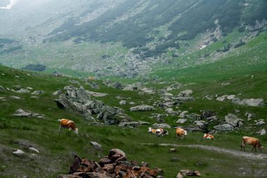 Karpat Dağları Transfagarasan üzerinde şelale yakınında yeşil çimenlerin üzerinde güzel inek otlatmak 